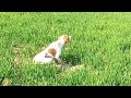 Batair ka shikar 2023 || quail hunting with net