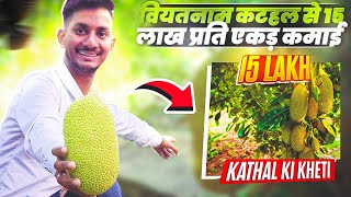 वियतनाम कटहल से 15 लाख प्रति एकड़ कमाई // Viyatnam Super Early Jackfruit Farming // Kathal ki kheti