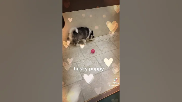 puppy