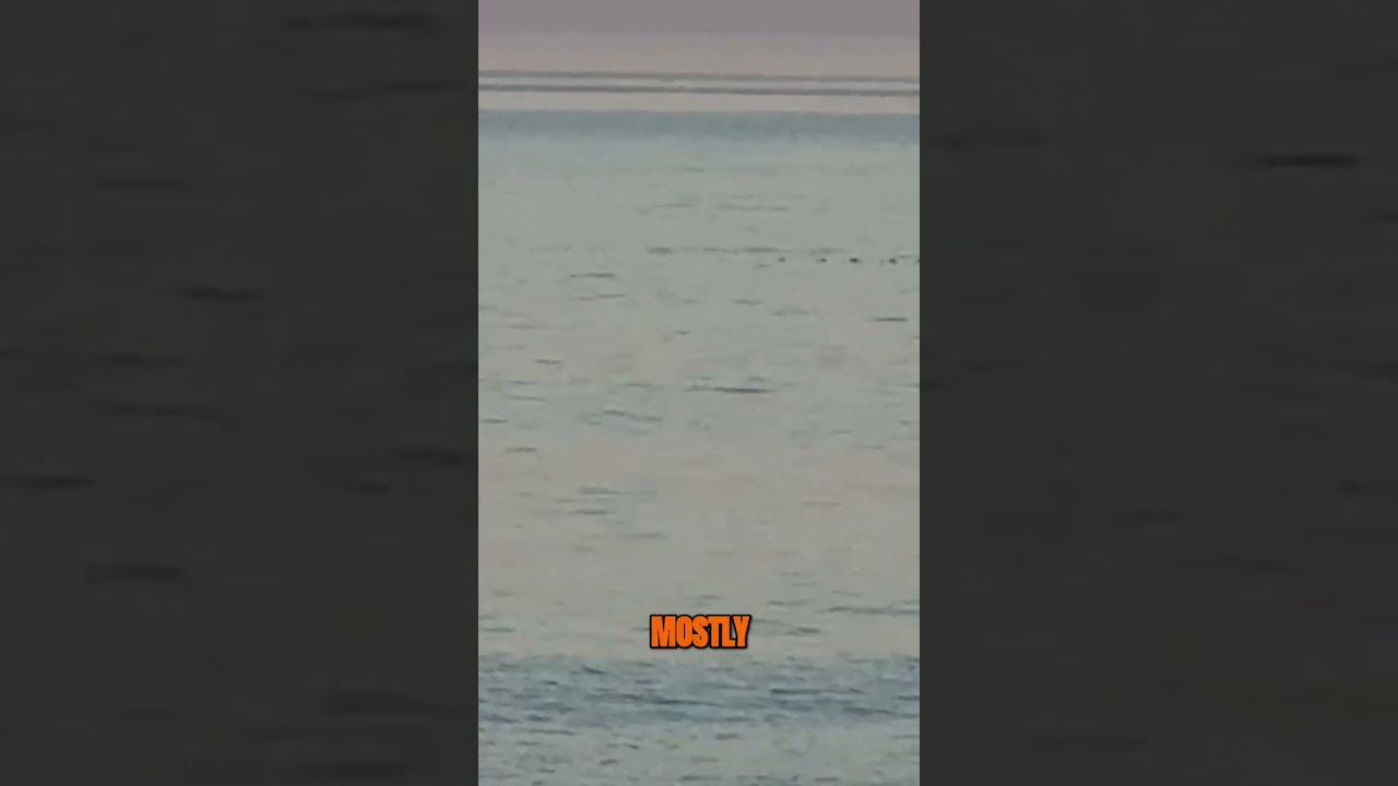 Whale Watching Gone Wrong?! The Shocking Diet of Right Whales!