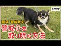 【犬しつけ】怖がりで人や犬に吠えて止まらないチワワちゃんと30分練習!!【ロングコートチワワ】【警戒吠え】