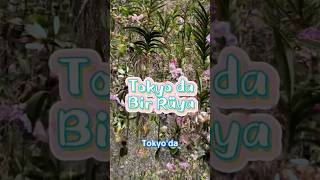 Tokyo Da Bir Rüya