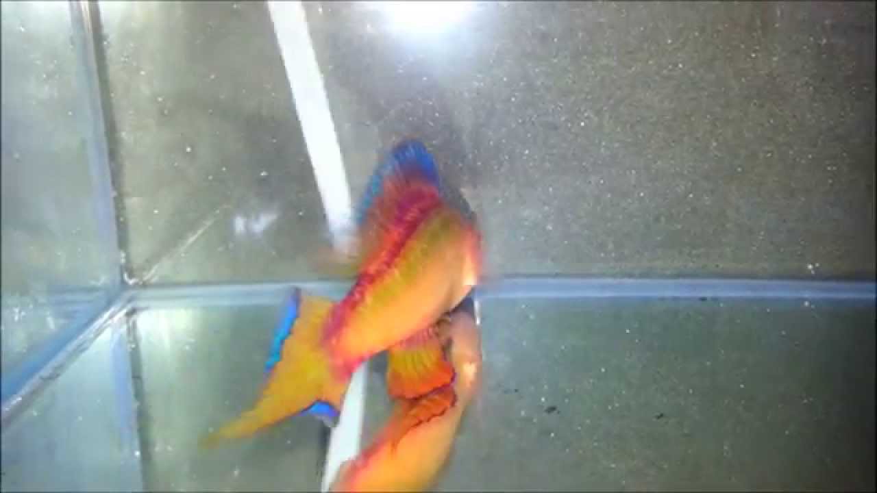 Cirrhilabrus Lanceolatus