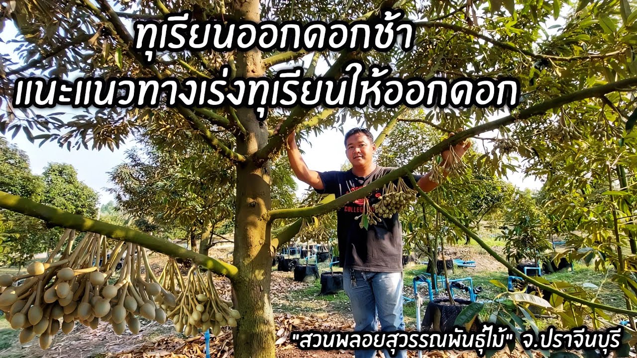 ทุเรียนออกดอกช้า แนะแนวทางเร่งทุเรียนให้ออกดอก 