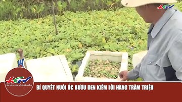 Bí quyết nuôi ốc bươu đen kiếm lời hàng trăm triệu | TRUYỀN HÌNH HẬU GIANG