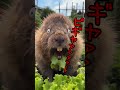 あ、クイヤだ！