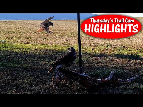 Scavengers from Land and Air: Nature''''s Clean-Up Crew! Thursday''''s Trail Cam Highlights 12.8.22