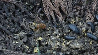 Japanese Yellow Hornet Preys on a Greenbottle Fly at Dunghill of Japanese Raccoon Dogs