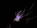 Deep Sea Squid Hunting  | #blackwaterdive #maldives