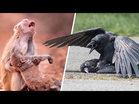 Video: Dieren Voelen De Dood Van Een Persoon En Een Dreigende Ramp - Alternatieve Mening