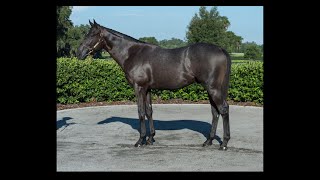 1415 Keeneland September Yearlings 2022