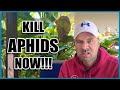 How to Get Rid of APHIDS