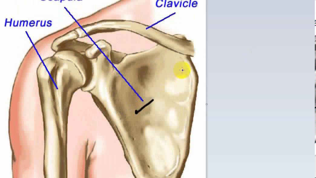 general anatomy 5  - types of bone (1) - by dr Sameh Ghazy