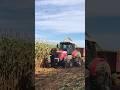 Trator massey Ferguson 4292 fazendo a silagem de milho #trator #pecuarista #agro