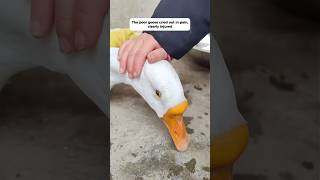 A woman  saved a goose from her dog and took it in as her own
