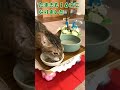 たまき16才になったよ