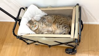 移動式猫ベッドを作ったらこうなりました…笑
