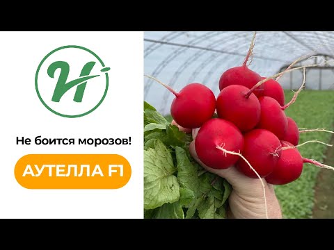 Самый ранний редис | Аутелла F1