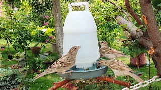 Bird Water Feeder Modification For Wild Birds