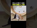 バンジージャンプだと思った猫