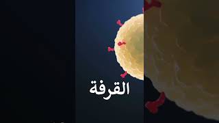 الفوائد المذهلة للقرفة