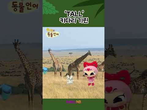<strong>키가</strong> 큰 기린ㅣTallㅣ1분 영어 배우기ㅣ위키와 동물언어ㅣKBS 방송