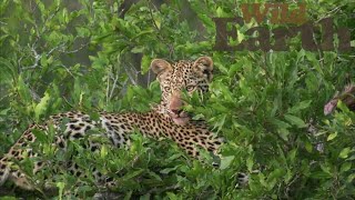 WildEarth - Sunset Safari - 4 July 2020