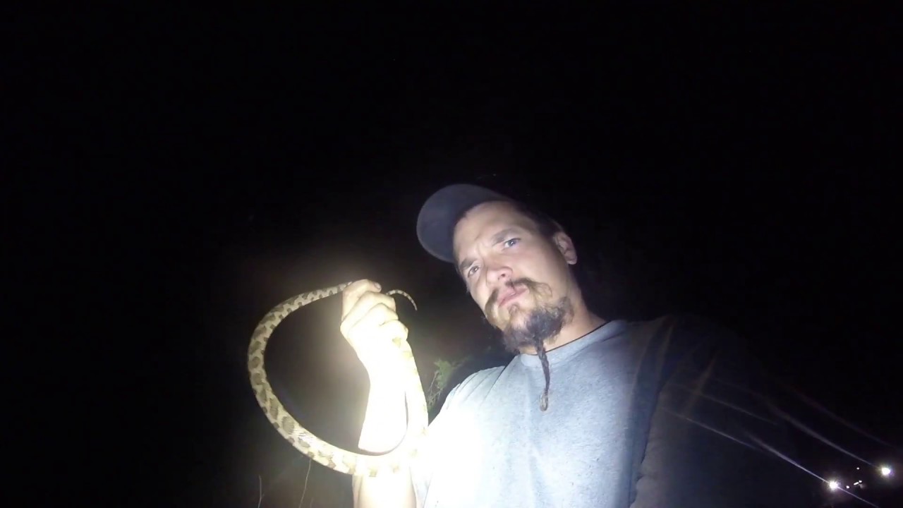 camera iphone 8 plus apk PAPA CATCHES A NORTHERN WATER SNAKE