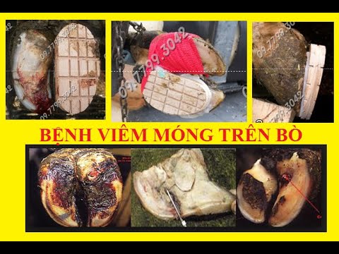 Video Keo dán móng bò - hướng dẫn dán guốc cho móng Bò. - youtube