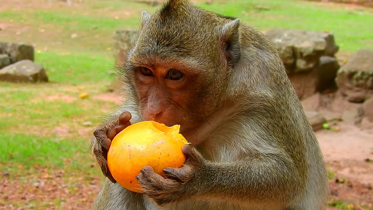Pregnant Jessie Sit Lonely On The Pole And Got Big Mango From Us.