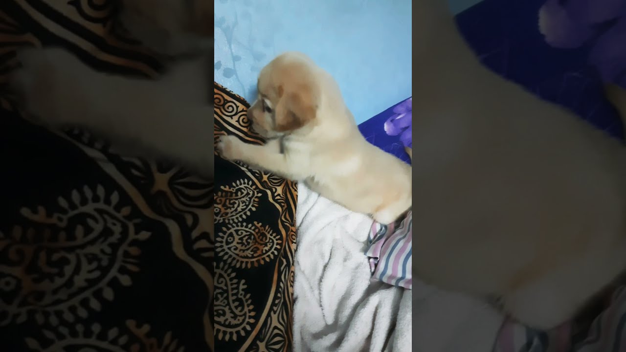 Cute Labarador puppy playing