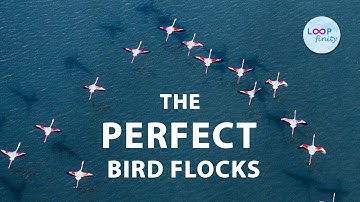 How Birds Flock in Perfect Formation