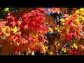 Autumn Splendor in New England