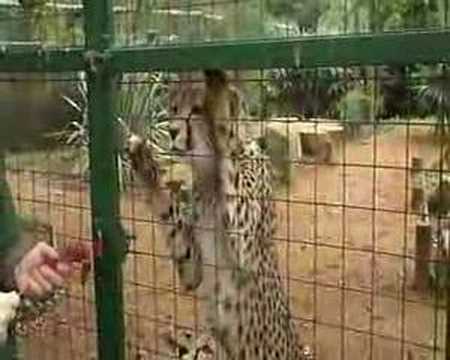 Cheetah feeding time