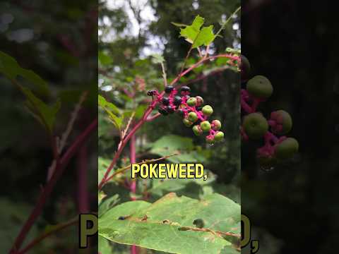 Video: Memanen Buah Elderberry - Kapan Elderberry Matang