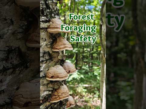 Forest Foraging Safety