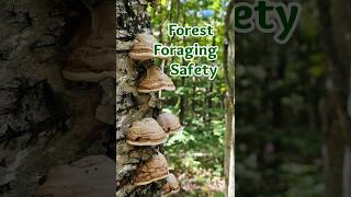 Forest Foraging Safety