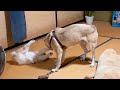 変な行為を始めた元野犬の仔犬🐶🐾