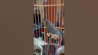 suara asli RUMENTUK LAUT cocok buat pancingan RL bahan anda #kicau #Siur #shortvideo #bocahpesisir