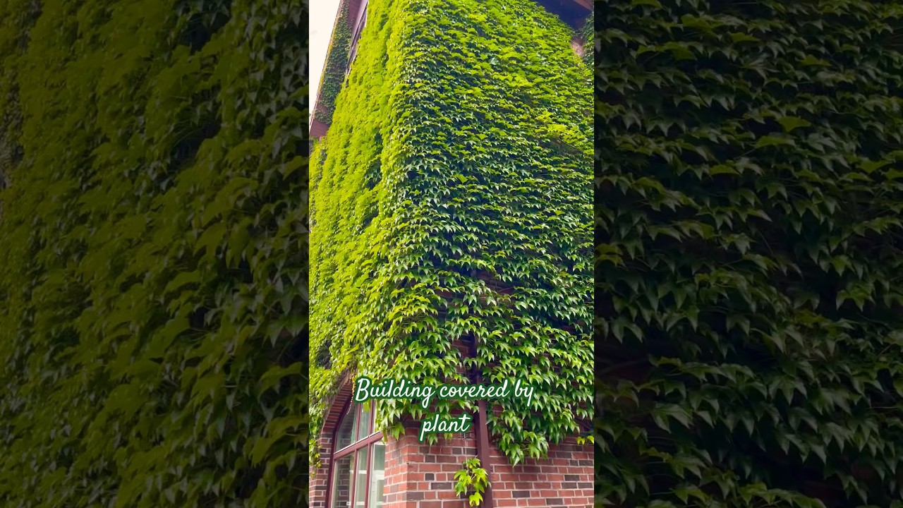 Building covered by plant 🌱, Norway 🇳🇴 