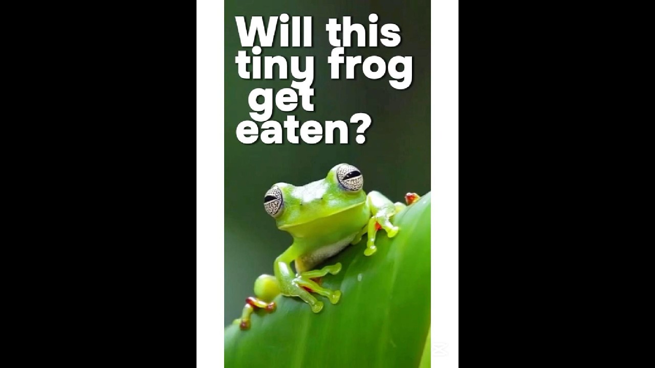 Will this tiny frog get eaten?🐸🌿 
