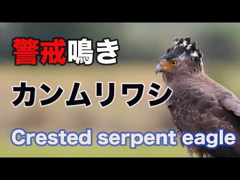 【猛禽類 鳴き声】ひと声のみ、カンムリワシ 鳴き声　Crested serpent eagle Sound