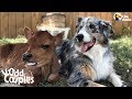 Dog Is SO Protective Of His Baby Cow Brother | The Dodo Odd Couples