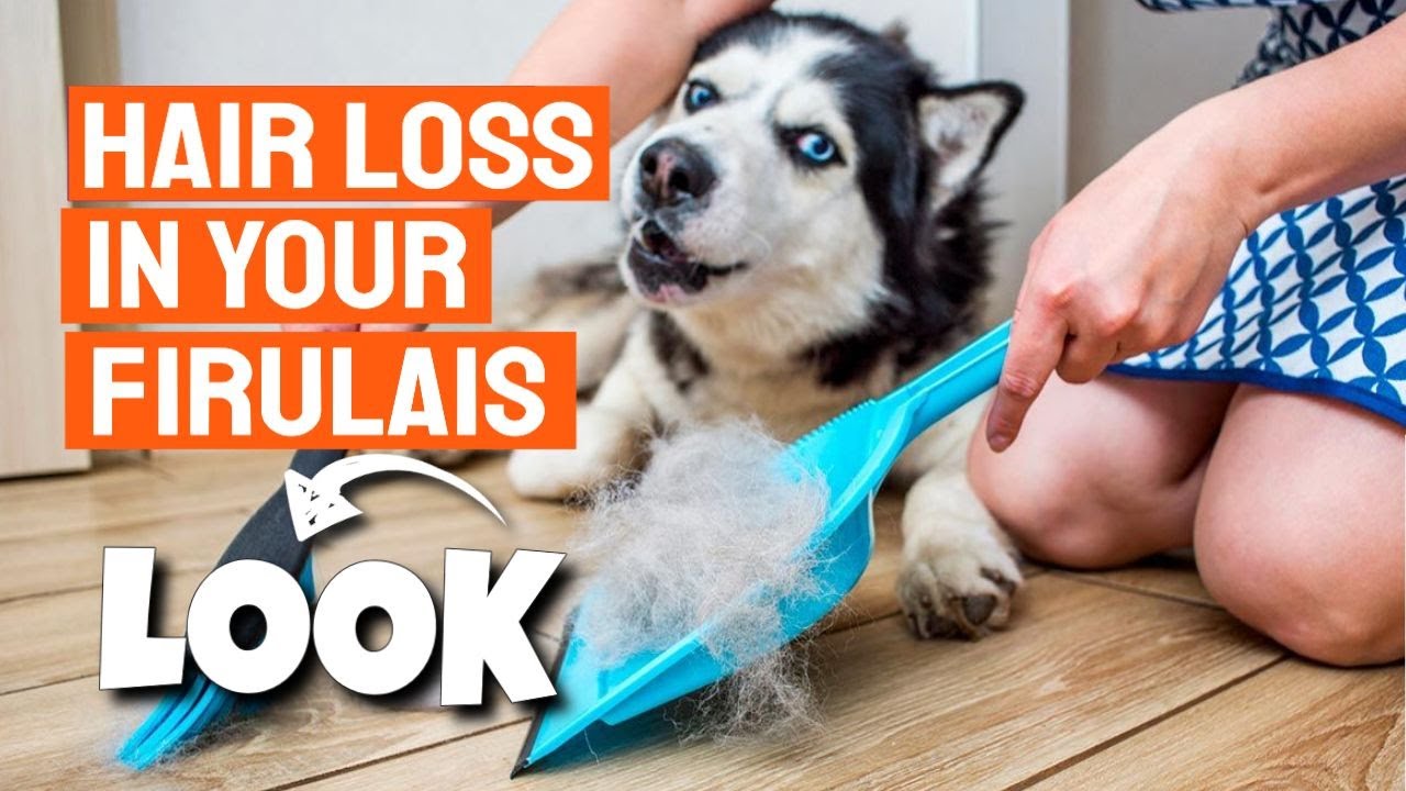 How to PREVENT my DOG FROM LOSING SO MUCH HAIR 🐶(6 Tips) YouTube