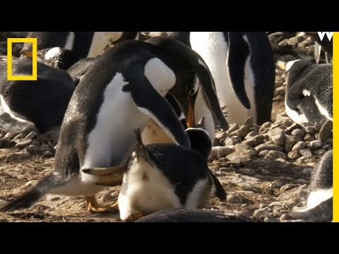 Vidéo: Pet Scoop: Des pingouins gays rejoignent l'élevage de poussins, les stars du chien Obama dans PSA