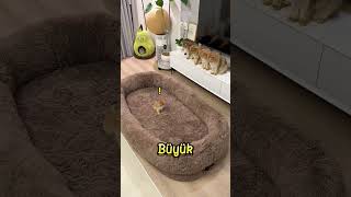 KEDİ Yatağıydı… Ama O Sahiplendi ❗😂