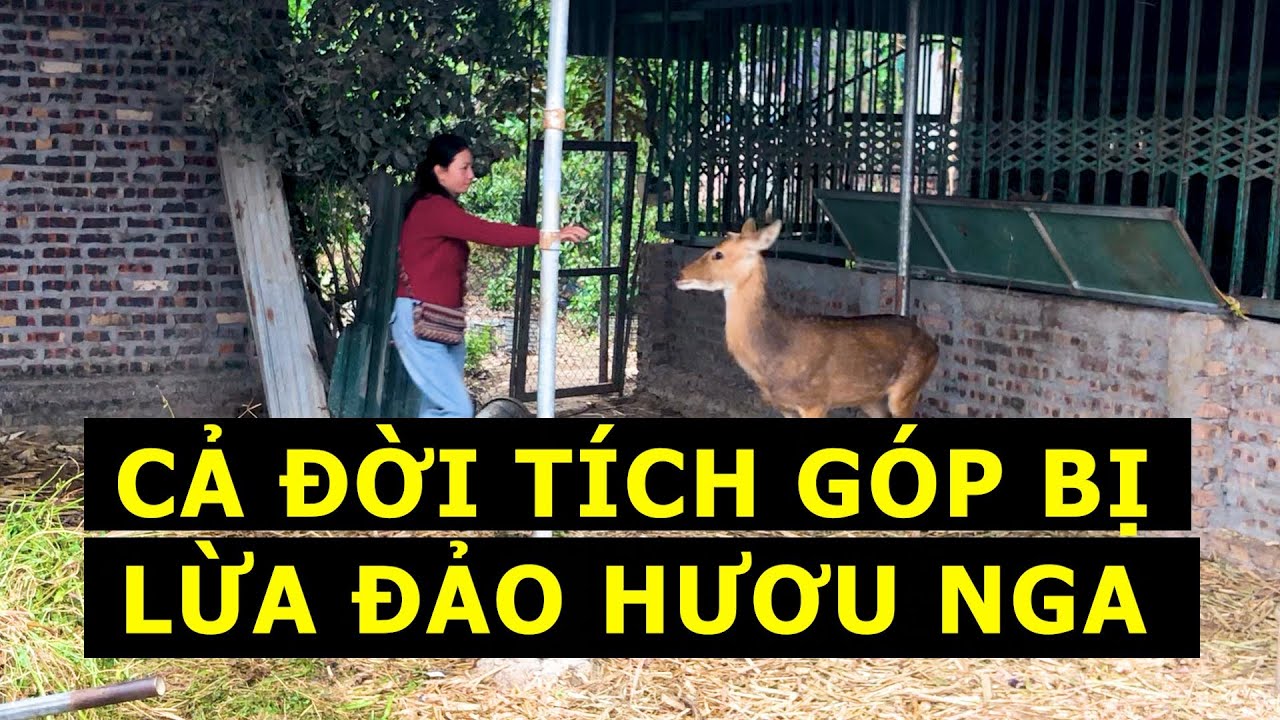 TÔI ĐÃ BỊ LỪA ĐẢO MUA  HƯƠU NGA NHƯ NÀO?