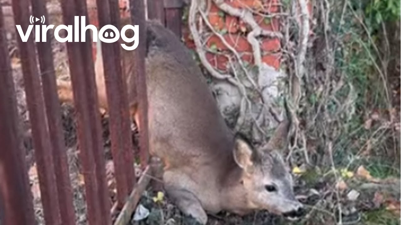 Rescuing a Deer Stuck in a Fence || ViralHog - YouTube