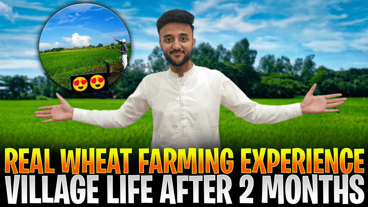 Village Visit After 2 Months | Beautiful Wheat Fields 