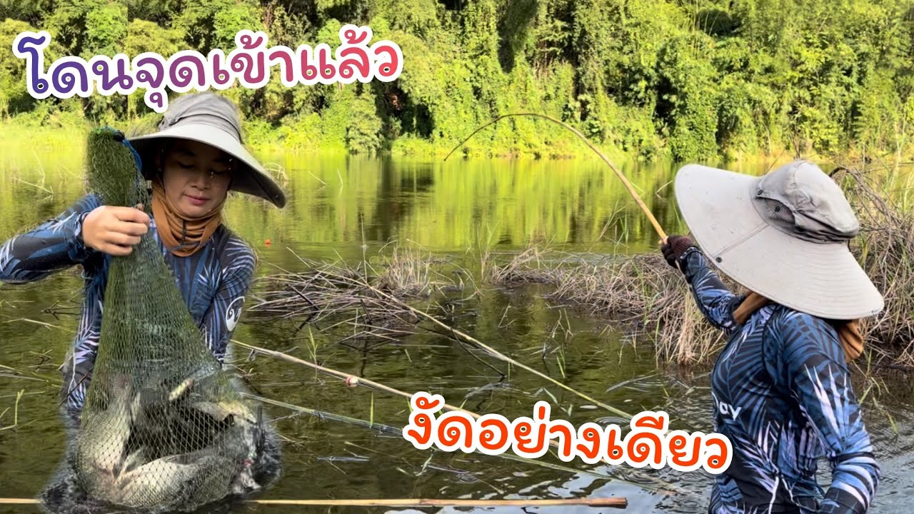 #ตกปลาคันไม้ไผ่ งัดอย่างเดียว ดักหน้าดงผักบุ้ง ไซส์งามๆ